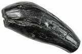 Fossil Sperm Whale (Scaldicetus) Tooth - South Carolina #259859-1